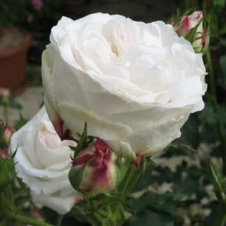 Rose 'Boule De Neige' - Bourbon Shrub Rose