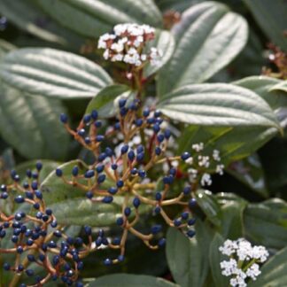 Viburnum Davidii - Evergreen Viburnum