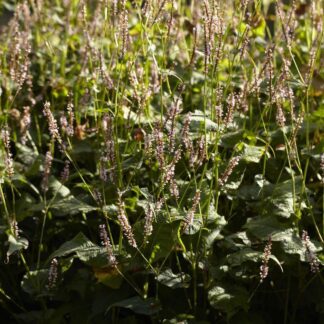 Persicaria Amplexicaulis 'Rosea'