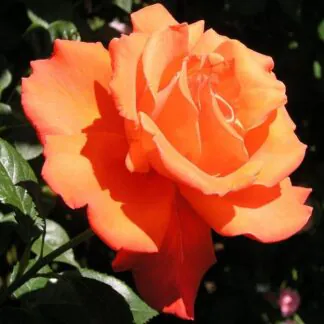 Rose 'Alexander' - Hybrid Tea Rose