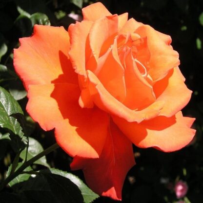 Rose 'Alexander' - Hybrid Tea Rose