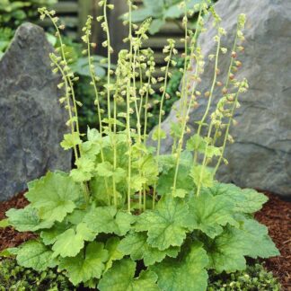 Tellima Grandiflora - Fringe Cup Plant