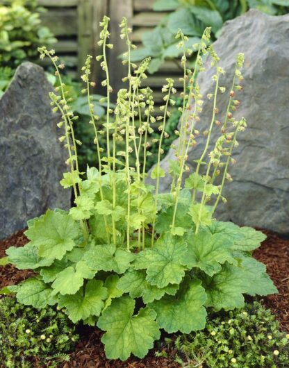 Tellima Grandiflora - Fringe Cup Plant