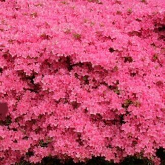 Azalea Japonica Gilbert Mullie - Evergreen Japanese Azalea