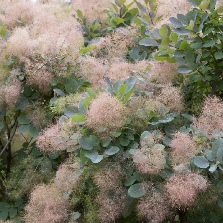 Cotinus Coggygria Grace - Smoke Bush - Large Specimen