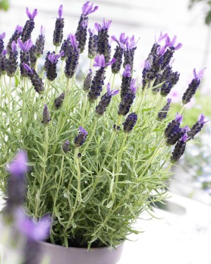 French Lavender in Bud & Bloom - Lavender Stoechas Anouk - Midnight Purple Lavendula