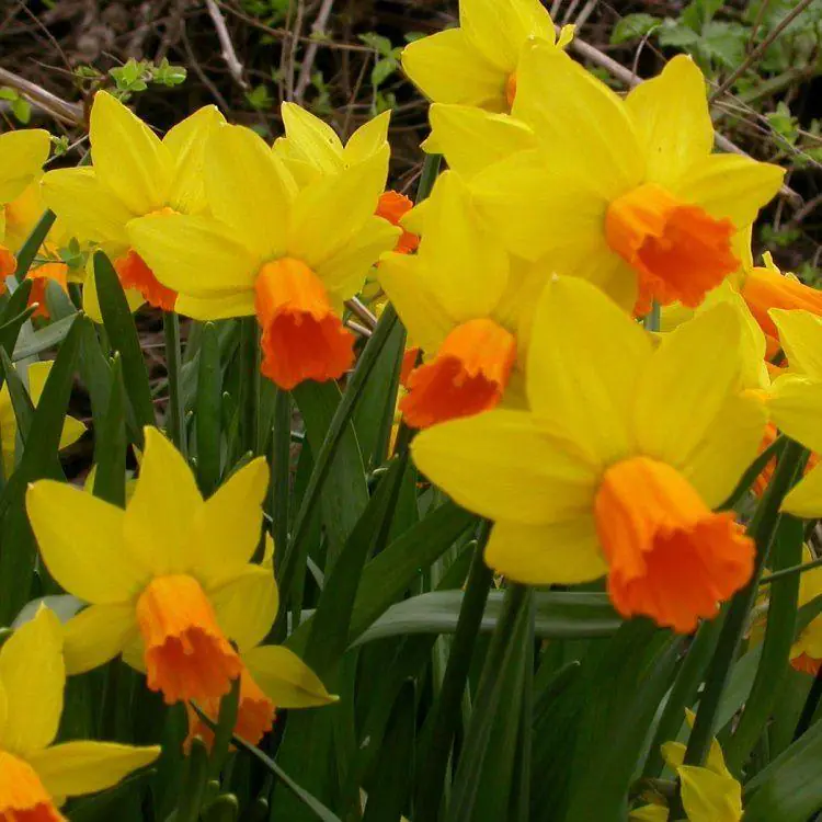 Jetfire Dwarf Daffodils