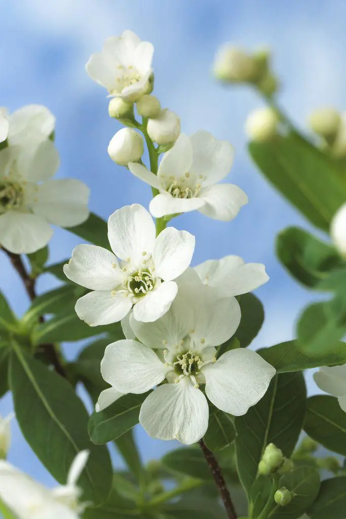 Exochorda Macrantha The Bride