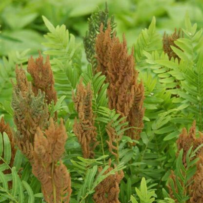 Osmunda Regalis - Regal Fern