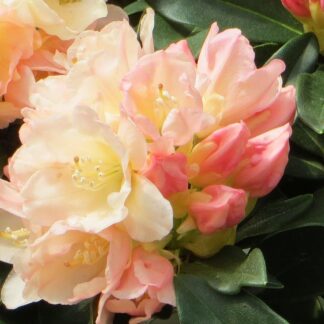 Rhododendron Yakushimanum Golden Torch