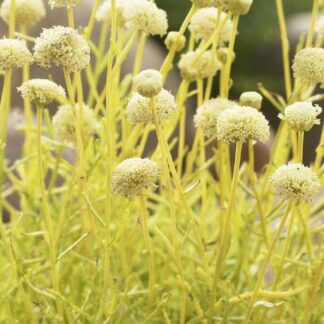 Santolina Virens 'Lemon Fizz' - Cotton Lavender