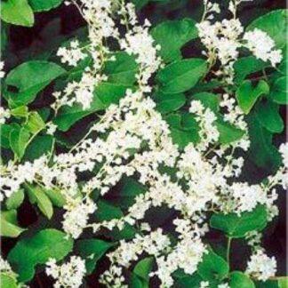 Fallopia Aubertii - (Baldschuanica) - Russian Vine