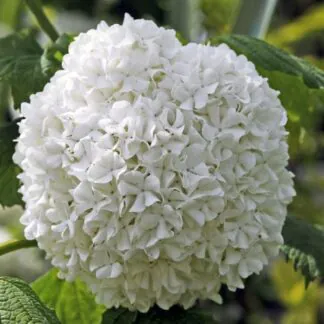 Viburnum Opulus Roseum - Snowball Tree - Large Specimen