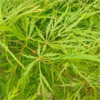 Acer Palmatum Dissectum - Filigree Japanese Maple - Large