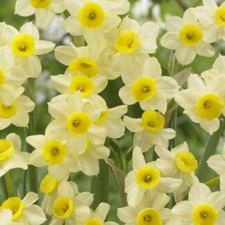 Narcissus Minnow - Daffodil - Pack of 25 Bulbs