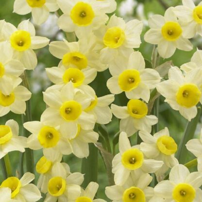 Narcissus Minnow - Daffodil - Pack of 25 Bulbs