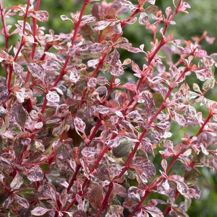 Berberis Thunbergii Atropurpurea Harlequin - Variegated Barberry