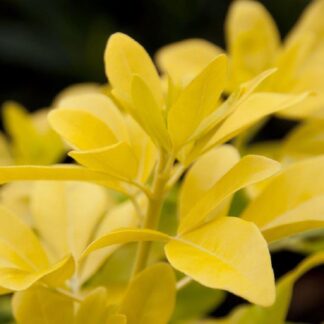 Choisya Ternata Sundance (Brica/Lich) - Golden Mexican Orange Blossom - Large