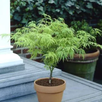 Acer Palmatum Dissectum - Filigree Japanese Maple