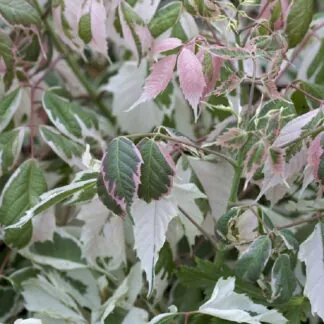 Acer Negundo Flamingo