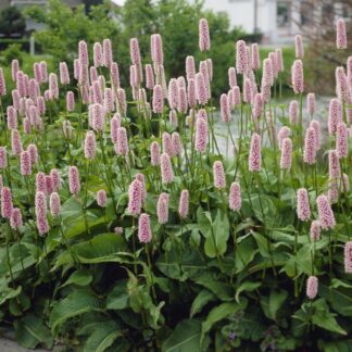 Persicaria Bistorta 'Superba'