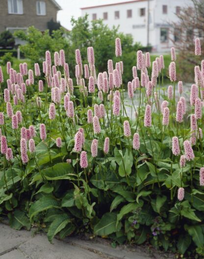Persicaria Bistorta 'Superba'