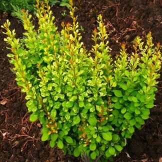 Berberis Thunbergii Pow Wow