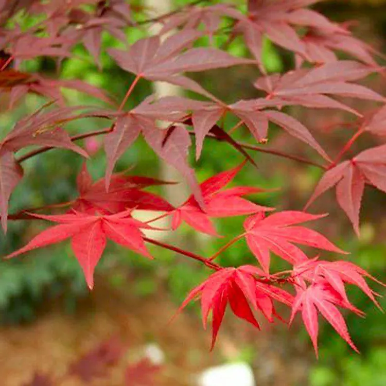 Acer Yezo Nishiki - Japanese Maple