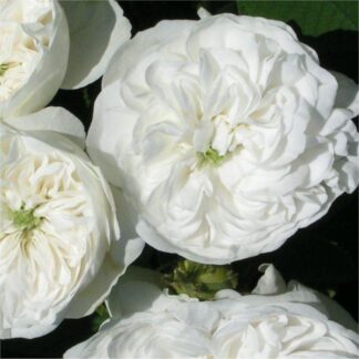 Rose 'Madame Hardy' - Shrub Rose