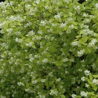 Philadelphus Coronarius Aurea - Golden Mock Orange