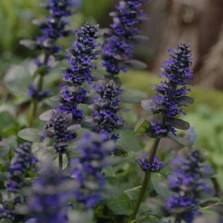 Ajuga Reptans Catlins Giant - Bugle