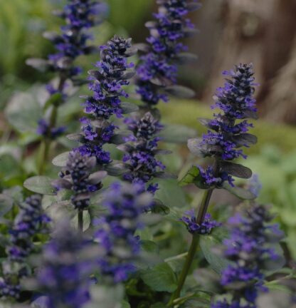 Ajuga Reptans Catlins Giant - Bugle