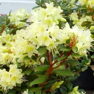 Rhododendron Princess Anne - Dwarf Rhododendron