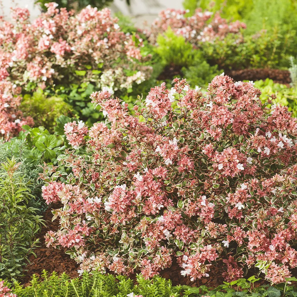 Abelia x Grandiflora Magic Daydream