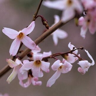 Forsythia - Abeliophyllum Distichum Roseum - Pink Forsythia