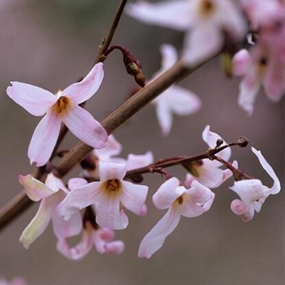 Forsythia - Abeliophyllum Distichum Roseum - Pink Forsythia