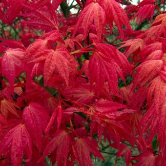 Acer Palmatum Beni Maiko