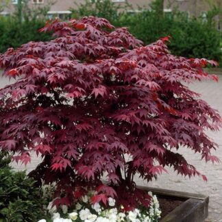 Acer Palmatum Atropurpureum Bloodgood - Large -  Circa 120-150cm Tall.