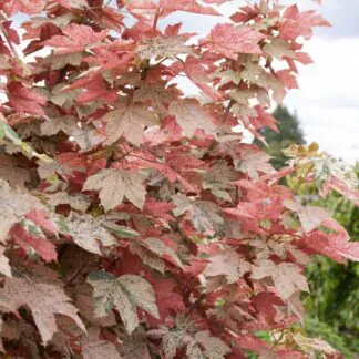 Acer Pseudoplatanus Esk Sunset - Sycamore Tree
