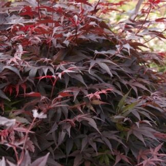 Acer Palmatum Pixie