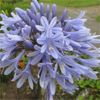 Agapanthus 'Summer Sky' - Golden Variegated Agapanthus - Lily of The Nile