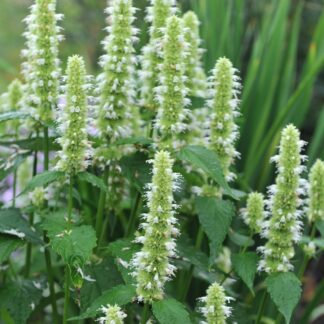 Agastache Rugosa Alabaster