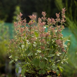 Agastache 'Sunny Sparks Tangerine' - Hummingbird Mint