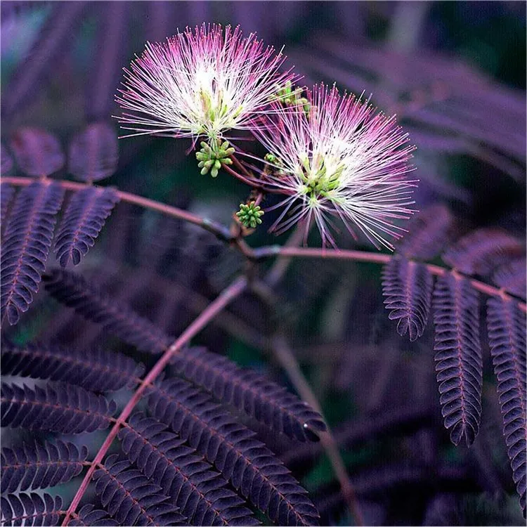Albizia Julibrissin Summer Chocolate - Purple Silk Tree
