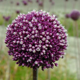 Allium Summer Drummer - Pack of Three Bulbs