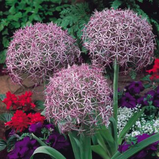 Allium Christophii - Star of Persia - Pack of 5 Bulbs