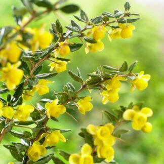 Berberis x Frikartii 'Amstelveen' - Barberry
