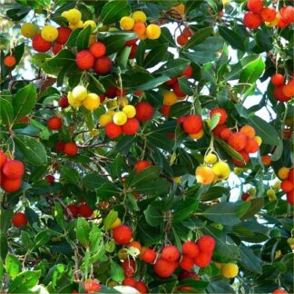Arbutus Unedo -Compacta -  Strawberry Tree - Large Plant