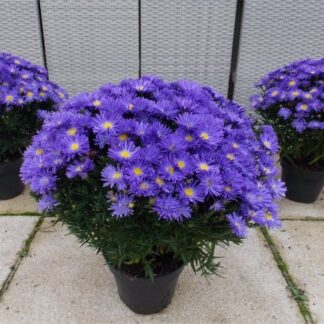 Aster Blue Sapphire - Indigo - Michaelmas Daisy Aster Plant in Bud & Bloom