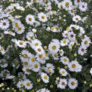 Aster Alpha White - Michaelmas Daisy - in Bud & Bloom